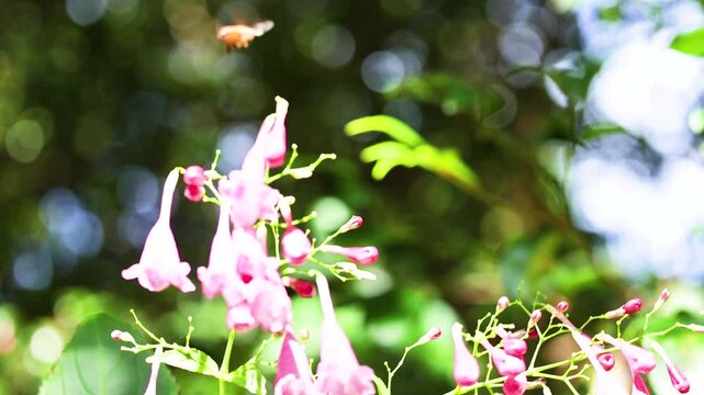 Bee Pollinating Strobilanthes in Coffs Harbour Garden