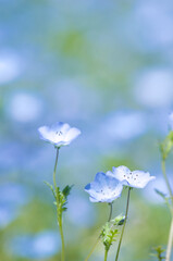 ネモフィラのクローズアップ
