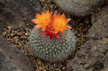 オレンジのサボテンの花