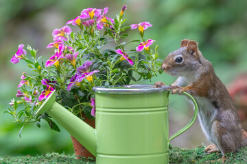American red squirrel checks out green watering can in garden.  © Lee