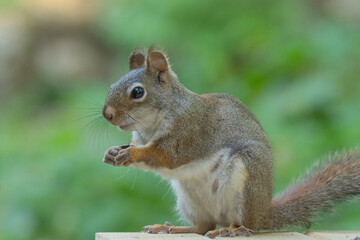 Obraz premium Curious American red squirrel (Tamiasciurus hudsonicus) close-up portrait side view