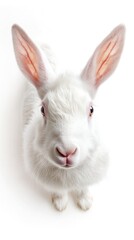 Obraz premium white rabbit on white background