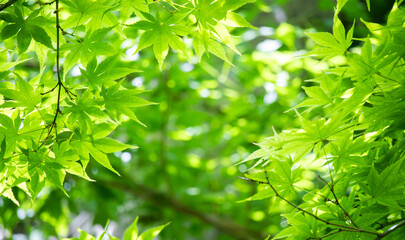 緑の楓のフレーム背景