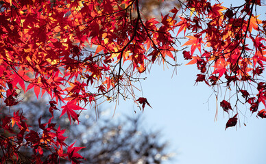 陽に透ける楓の葉