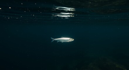 Silver Fish Swimming in Dark Water