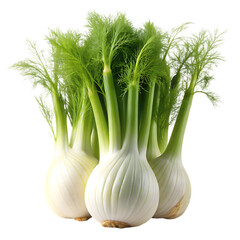 Fresh Fennel Bulbs: High-Quality Vegetable Image