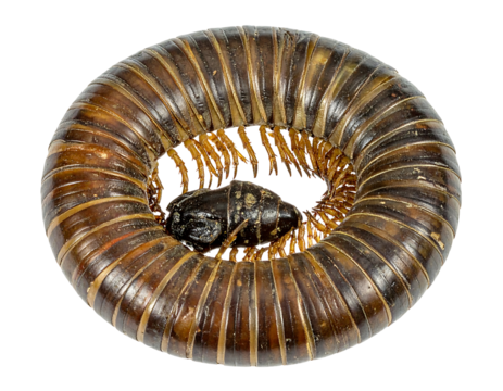 Brown Millipede Curled in Circle on Transparent Background - Powered by Adobe