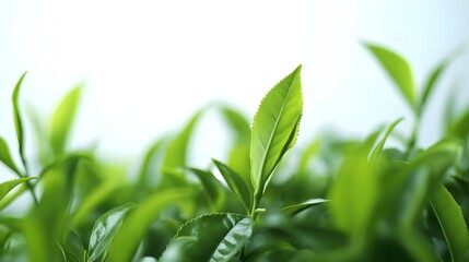 Fototapeta premium Lush Green Tea Leaves