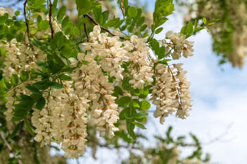 Blooming robinia pseudoacacia, commonly known in Russian as white acacia, is a fast—growing tree,...