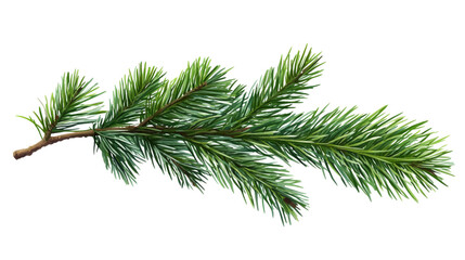 Painted Evergreen Branch, Isolated on Transparent Background, Illustration, Nature, Evergreen, Fir, Branch