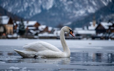 Fototapeta premium Winter Swan on Frozen Lake, Alpine Village