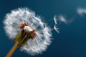 Fototapeta premium Close up of dandelion spore blowing away