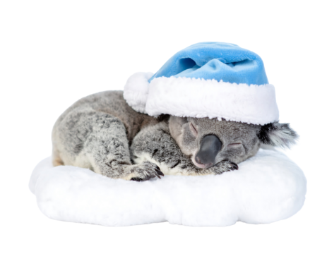 Adorable Koala Joey in Santa Hat Sleeping on Cloud