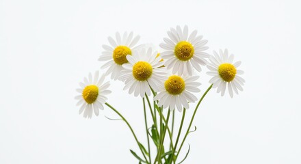 Daisy Flower Bloom with Yellow Center