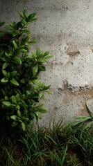 Lush Greenery Against Weathered Concrete: A Moody Botanical Study