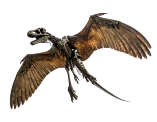Skeletal Pterosaur in Flight, Transparent Background