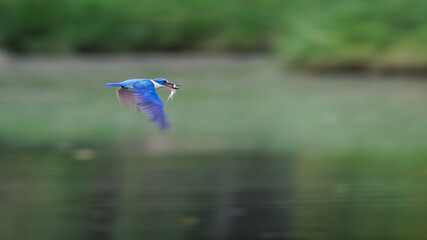 Collared Kingfisher, Todiramphus chloris, in flight with fish prey in mount, variable plumage pattern, greenish-blue crown and upperparts with white collar, slow shutter speed for wings movement