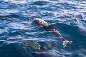 Naklejka premium Dolphins drift just below the smooth ocean surface along the Australian coastline.