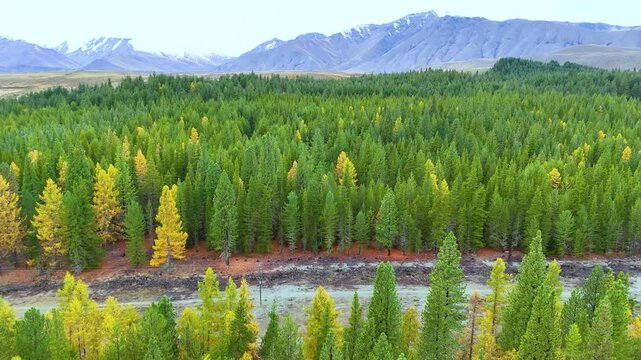 Aerial View of Pine Forest at Lake Tekapo