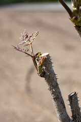 春に芽吹いたタラノキの新芽（タラの芽）