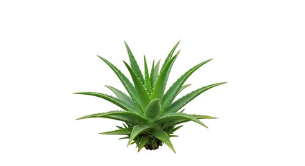 Fototapeta premium Aloe Vera Plant with Green Leaves
