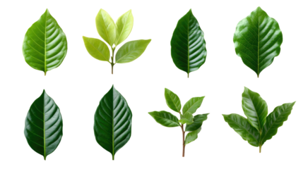 Nature's Palette: A vibrant collection of eight different types of lush, green leaves showcases the intricate details and variety of nature, creating a sense of freshness.