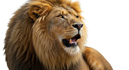 Majestic Lion Portrait Isolated on White