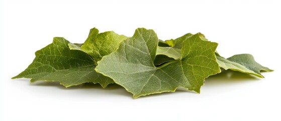 Close Up of Fresh Green Ivy Gourd Leaves on White Background Studio Shot for Culinary or Botanical Use