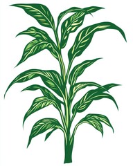Dieffenbachia plant illustration on white background, stylized botanical art, bright green leaves with cream stripes, vector drawing
