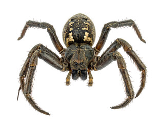 Detailed Closeup of a Brown Speckled Spider on Transparent Background