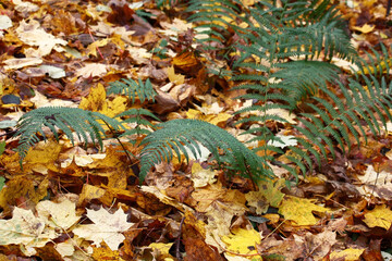 The end of october in the deciduous forest. Rare green ferns on a motley yellow background of fallen leaves.