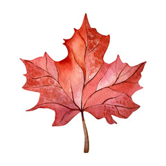 Autumn watercolor illustration. Hand drawn red maple leaf isolated on white background.