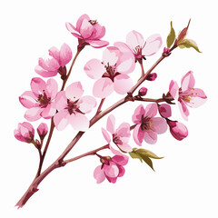 Pink Cherry Blossom Branch, Spring Flowers, Floral Illustration