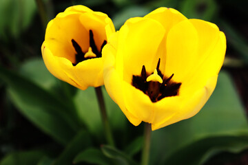 Yellow Tulips in Full Bloom – Bright Spring Flowers in garden, closeup.