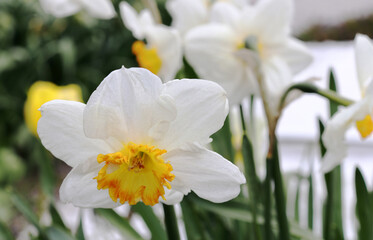 Closeup of white and yellow daffodils in springtime.