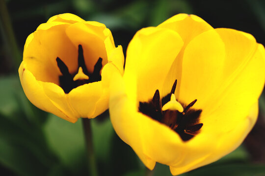 Two flowers of distinctly yellow tulips, in the garden, closeup.