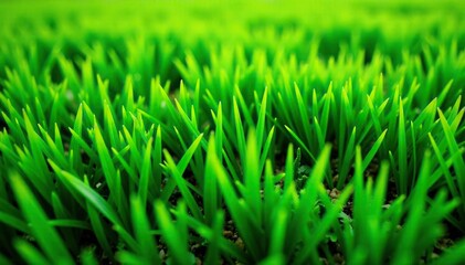 Fototapeta premium Lush green turf grass texture, perfect for backgrounds Close-up shot showing vibrant, healthy blades , spring, vibrant green