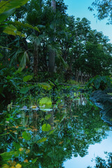 Tropical Forest with Reflections in a Pond.