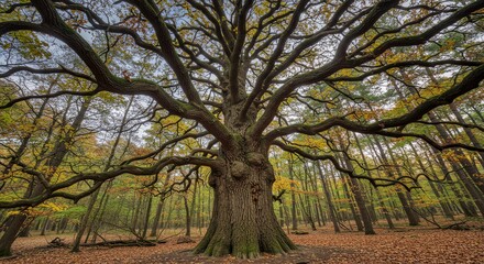 Obraz premium Big Tree in Autumn Forest