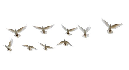 Obraz premium White Doves Flying on White Background