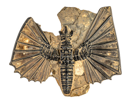 Fossilized Insect with Intricate Wings on Dark Brown Rock