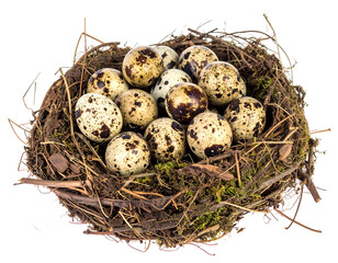 Obraz premium Speckled Quail Eggs in a Rustic Bird Nest
