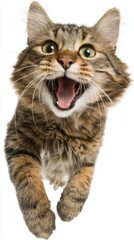 Obraz premium Close-up of Tabby Cat Yawning with Mouth Wide Open on White Background Studio Shot Frontal View Feline Pet