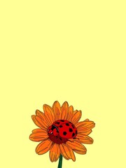 orange flower background