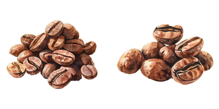 coffee beans watercolor vector illustration