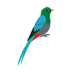 vector drawing bird, hoatzin, hand drawn Opisthocomus hoazin, isolated nature design element