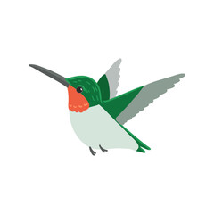 vector drawing bird, ruby-throated hummingbird , hand drawn Archilochus colubris, isolated nature design element