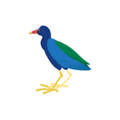 vector drawing bird, purple gallinule, yellow-legged gallinule, hand drawn Porphyrio martinica, isolated nature design element