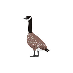 vector drawing bird, Canada goose, hand drawn Platalea ajaja, isolated nature design element