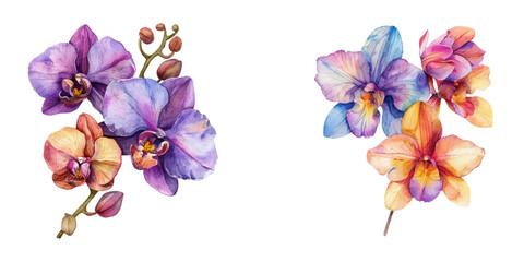 orchid flowers watercolor vector illustration © Dar